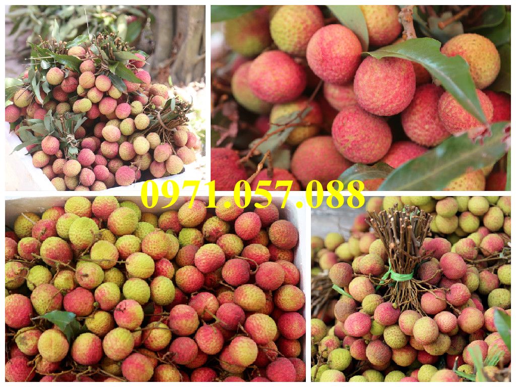 CÂY GIỐNG VẢI CHÍN SỚM